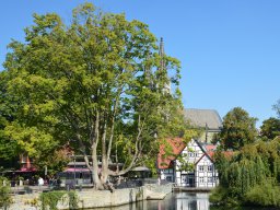 Soest